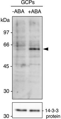 Identification of Abscisic Acid-Dependent Phosphorylated Basic Helix-Loop-Helix Transcription Factors in Guard Cells of Vicia faba by Mass Spectrometry